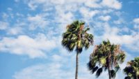 palm-tree-better-1024x576.jpg